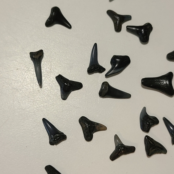 Fossilized Shaeks Teeth 25 - Picture 4 of 6